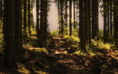 Idę w&nbsp;stronę życia